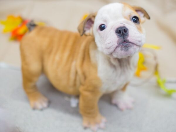 English Bulldog DOG Female Red and White 12941 Petland Wichita, Kansas