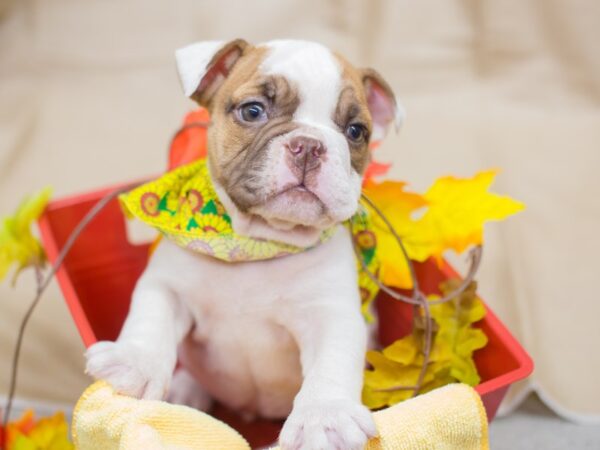 English Bulldog DOG Female White and Chocolate 12939 Petland Wichita, Kansas