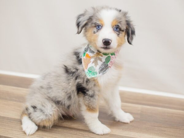 Miniature Australian Shepherd-DOG-Male-Blue Merle-13004-Petland Wichita, Kansas