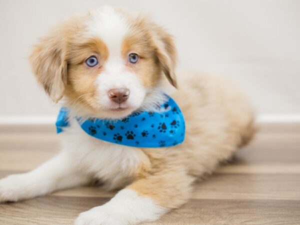 Miniature Australian Shepherd DOG Male Red Merle 13002 Petland Wichita, Kansas