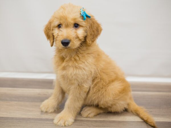 Goldendoodle DOG Female Dark Golden 13001 Petland Wichita, Kansas