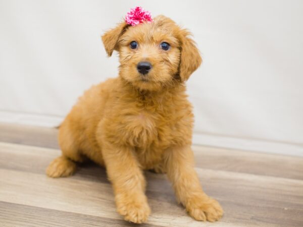 Goldendoodle DOG Female Dark Golden 13000 Petland Wichita, Kansas