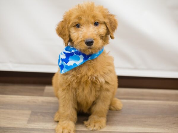 Goldendoodle DOG Male Dark Golden 12999 Petland Wichita, Kansas