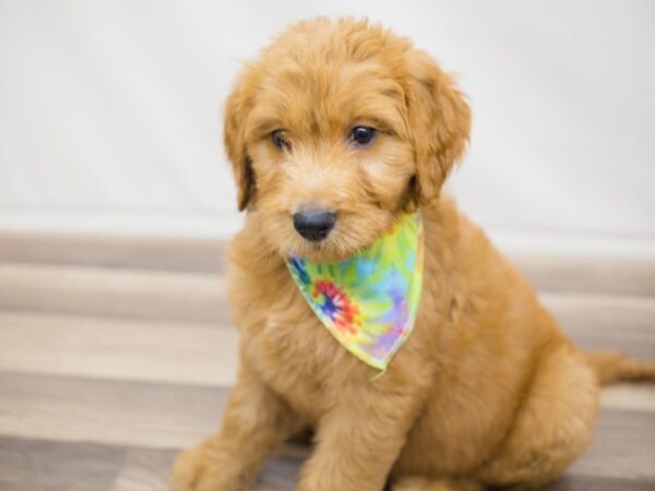 Goldendoodle DOG Male Dark Golden 12998 Petland Wichita, Kansas