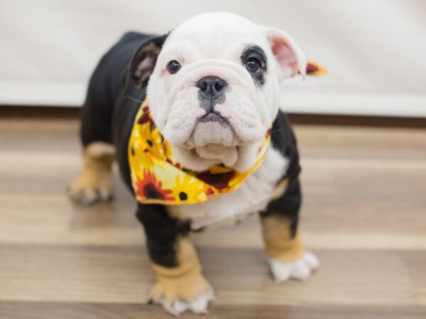 English Bulldog-DOG-Female-Black Tri-color-12997-Petland Wichita, Kansas