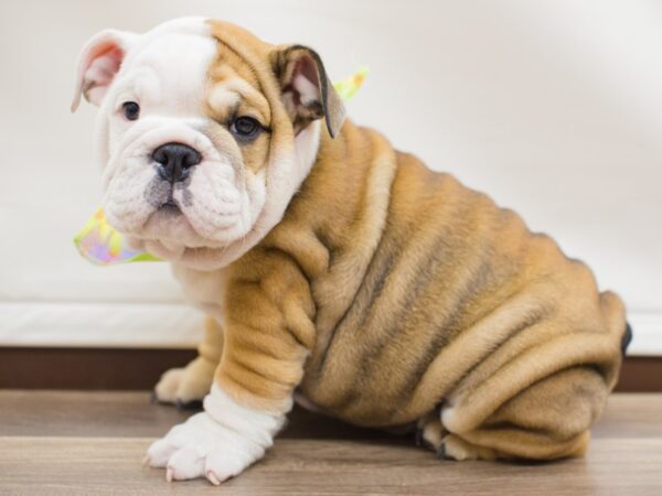 English Bulldog-DOG-Male-Fawn and White-12996-Petland Wichita, Kansas