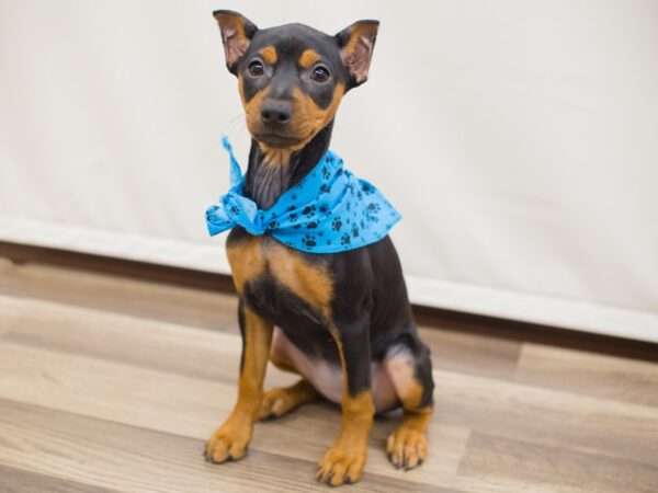Miniature Pinscher-DOG-Male-Black and Tan-12950-Petland Wichita, Kansas