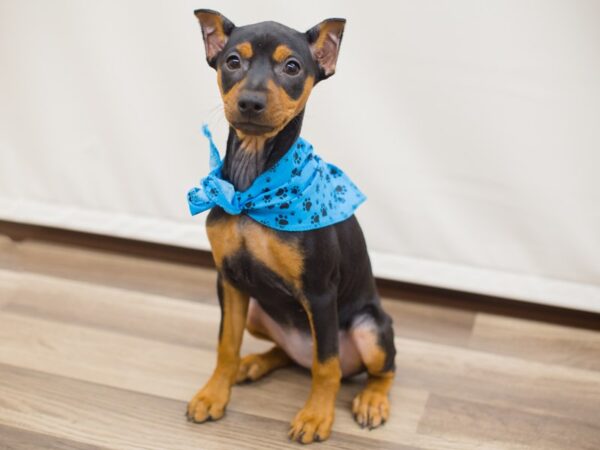 Miniature Pinscher DOG Male Black and Tan 12950 Petland Wichita, Kansas