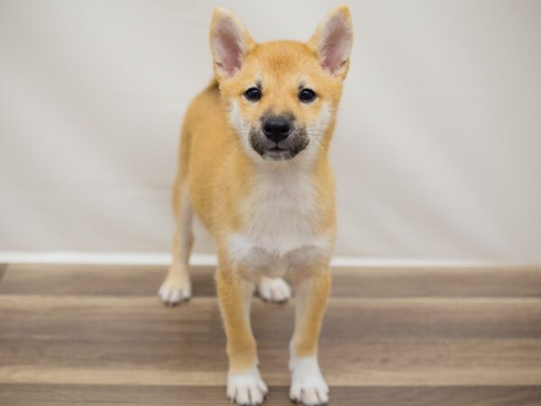 Shiba Inu DOG Male Sesame 12935 Petland Wichita, Kansas