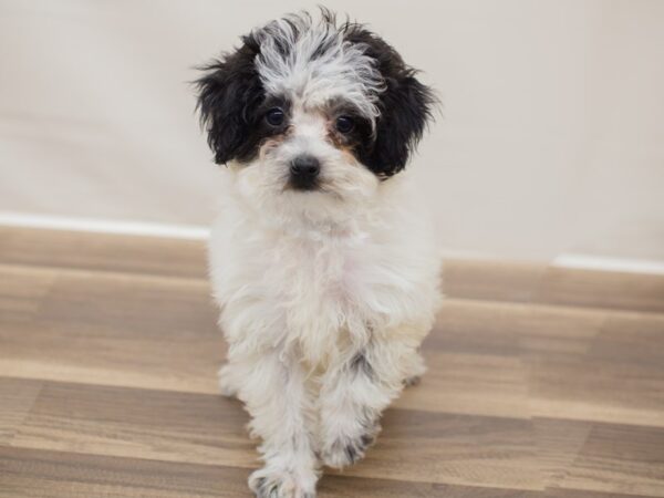 Toy Poodle DOG Female Black and White 12934 Petland Wichita, Kansas