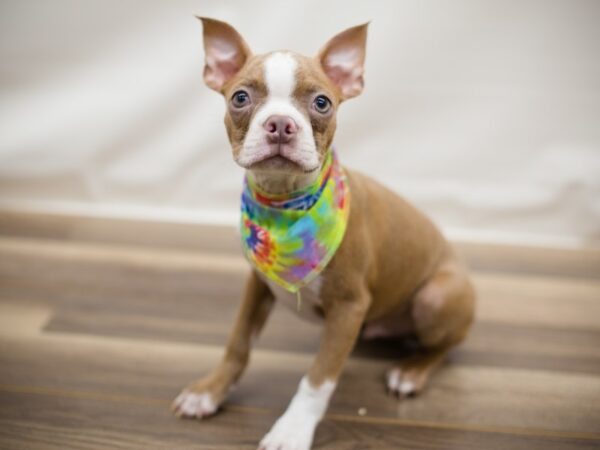 Boston Terrier DOG Male Red Fawn and White 13027 Petland Wichita, Kansas