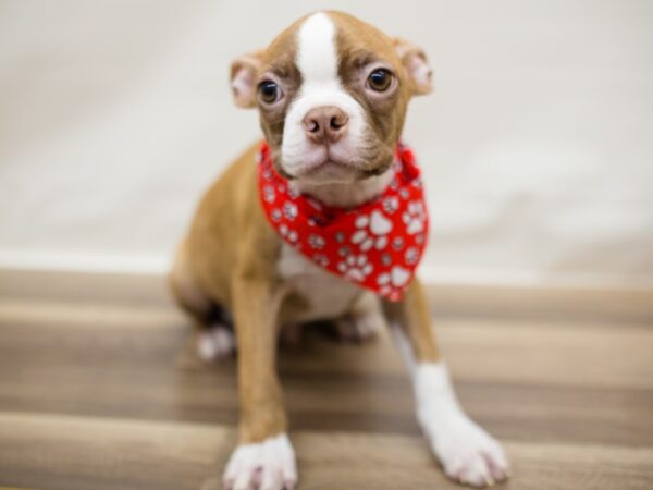 Boston Terrier DOG Male Red with Fawn Brindling and White 13026 Petland Wichita, Kansas