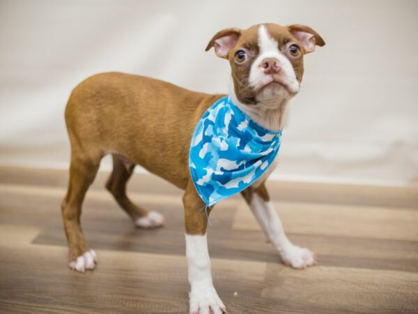 Boston Terrier DOG Male Red with Fawn Brindling and White 13025 Petland Wichita, Kansas