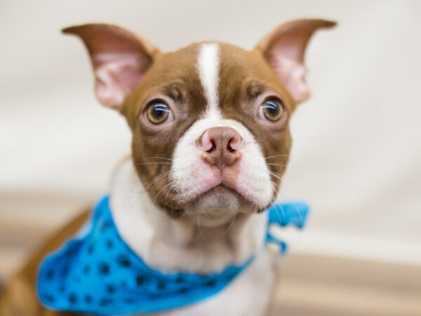 Boston Terrier DOG Male Red with Fawn Brindling and White 13024 Petland Wichita, Kansas