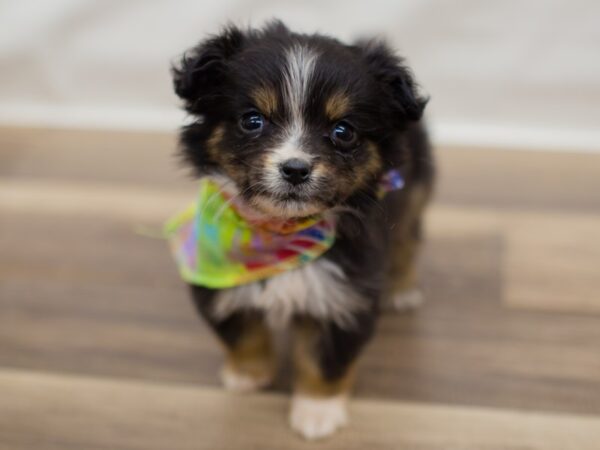 Toy Australian Shepherd-DOG-Male-Black Tri-13023-Petland Wichita, Kansas