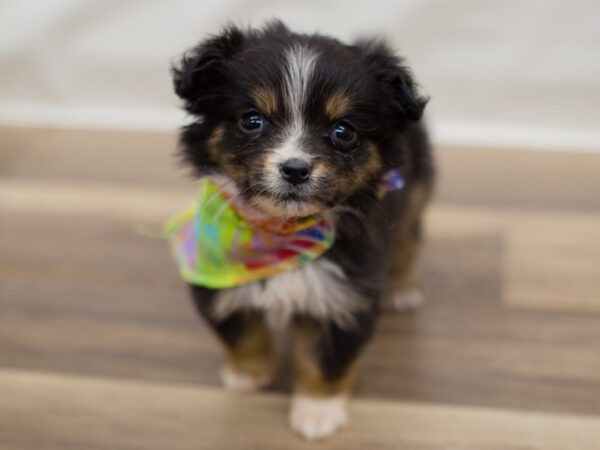 Toy Australian Shepherd DOG Male Black Tri 13023 Petland Wichita, Kansas