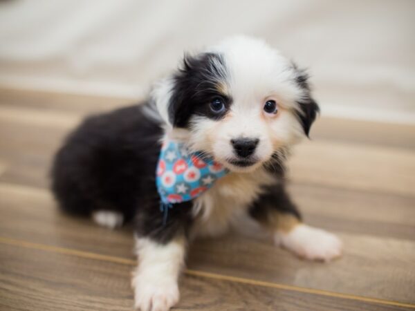 Toy Australian Shepherd DOG Male Black Tri 13022 Petland Wichita, Kansas