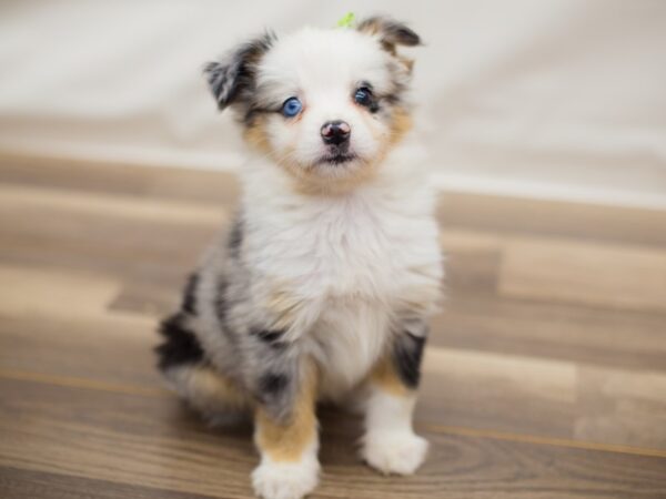 Toy Australian Shepherd DOG Female Blue Merle 13021 Petland Wichita, Kansas