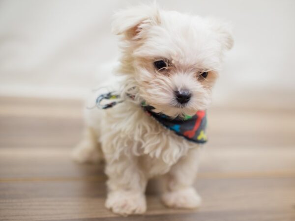 Maltese-DOG-Male-White-13020-Petland Wichita, Kansas