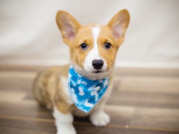 Pembroke Welsh Corgi DOG Male Red and White 13019 Petland Wichita, Kansas