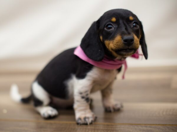 Miniature Dachshund DOG Female Black and Tan Piebald 13018 Petland Wichita, Kansas