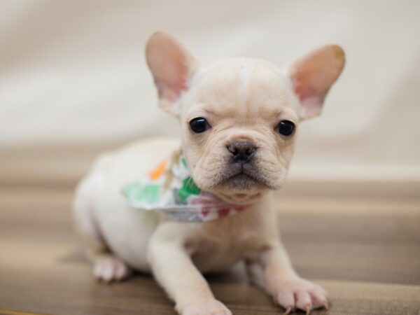 French Bulldog-DOG-Male-Cream-13017-Petland Wichita, Kansas