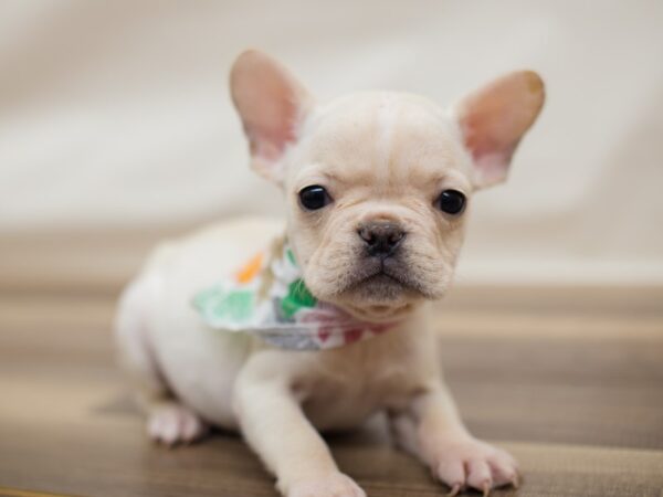 French Bulldog DOG Male Cream 13017 Petland Wichita, Kansas