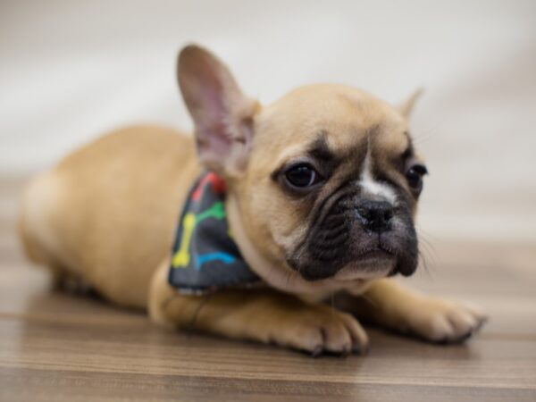French Bulldog-DOG-Male-Fawn and White-13016-Petland Wichita, Kansas