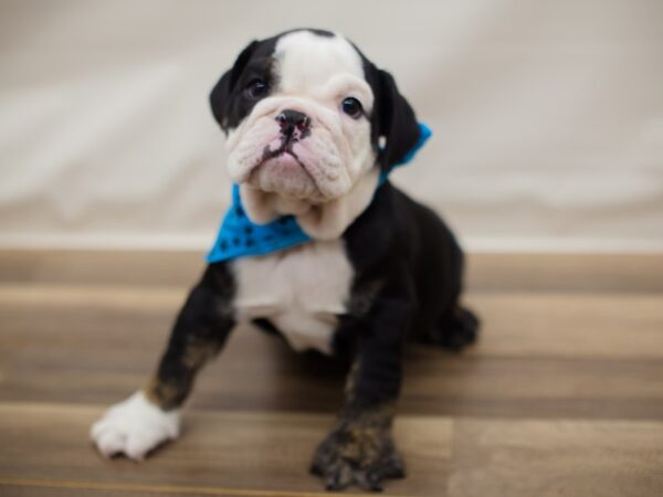 English Bulldog DOG Male Black Tri Color 13015 Petland Wichita, Kansas