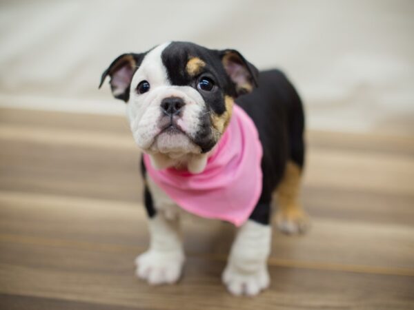 English Bulldog DOG Female Black Tri Color 13014 Petland Wichita, Kansas