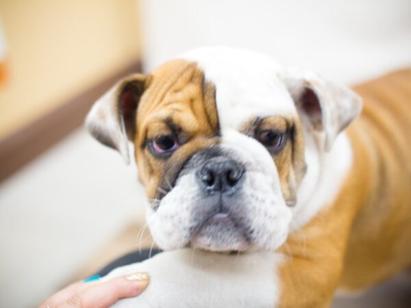 English Bulldog-DOG-Male-Red and White-13013-Petland Wichita, Kansas