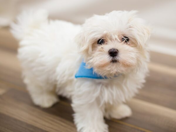 Maltese DOG Male White 13012 Petland Wichita, Kansas