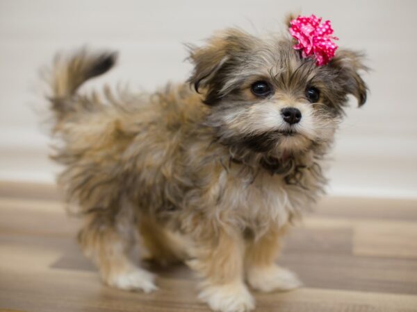 Toy Maltipom DOG Male Wolf Sable 13011 Petland Wichita, Kansas