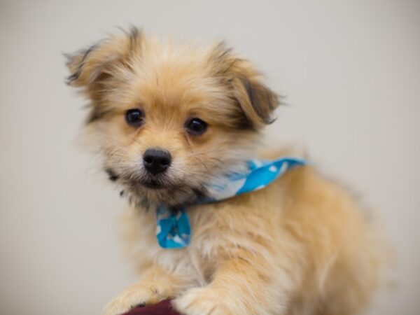 Toy Maltipom DOG Male Sable 13010 Petland Wichita, Kansas