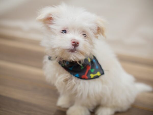 Toy Maltipom DOG Male White 13009 Petland Wichita, Kansas