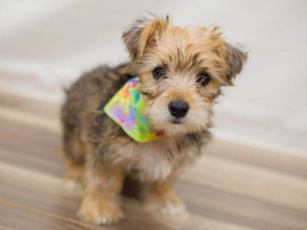 Morkie DOG Male Gold 13008 Petland Wichita, Kansas