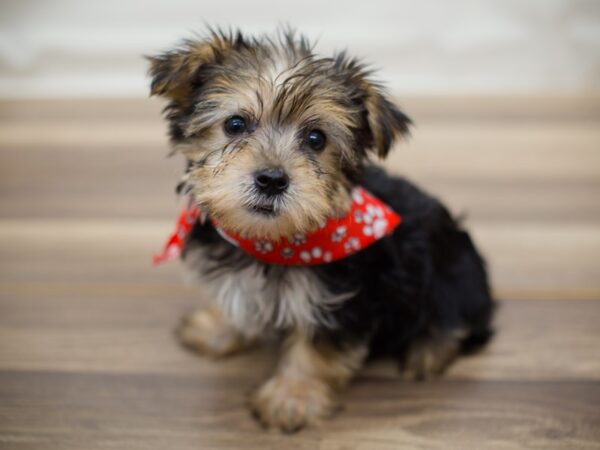 Morkie-DOG-Male-Black and Tan-13007-Petland Wichita, Kansas