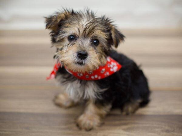 Morkie DOG Male Black and Tan 13007 Petland Wichita, Kansas