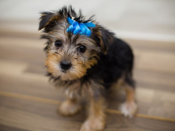 Morkie-DOG-Female-Black and Tan-13006-Petland Wichita, Kansas
