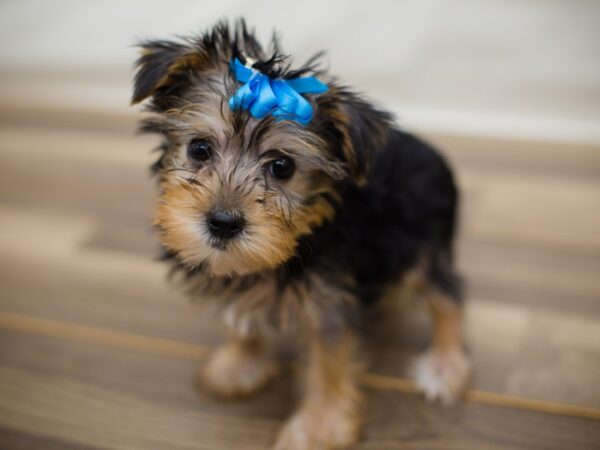 Morkie DOG Female Black and Tan 13006 Petland Wichita, Kansas