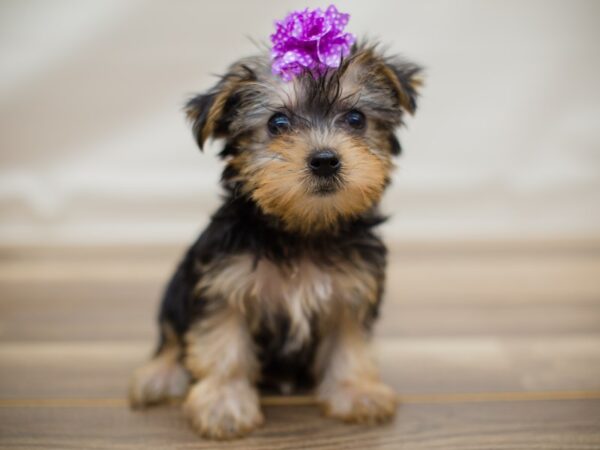 Morkie DOG Female Black and Tan 13005 Petland Wichita, Kansas