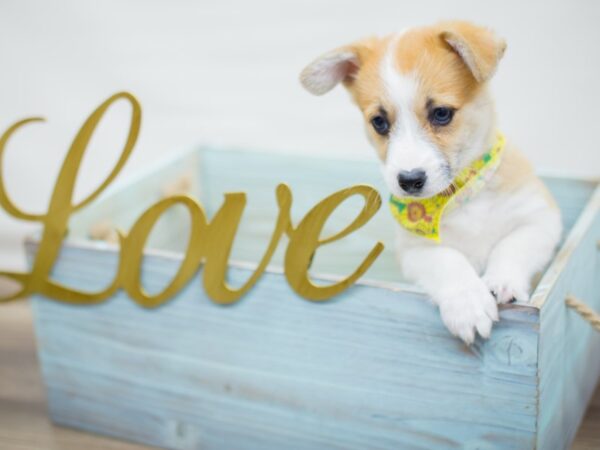 Pembroke Welsh Corgi-DOG-Female-Sable and White-13042-Petland Wichita, Kansas