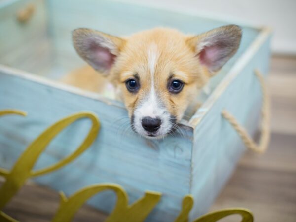 Pembroke Welsh Corgi DOG Female Sable and White 13041 Petland Wichita, Kansas