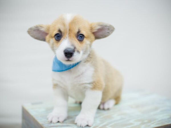 Pembroke Welsh Corgi DOG Male Sable and White 13040 Petland Wichita, Kansas