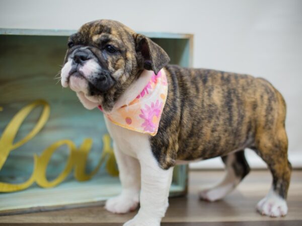 English Bulldog DOG Female Brindle and White 13039 Petland Wichita, Kansas