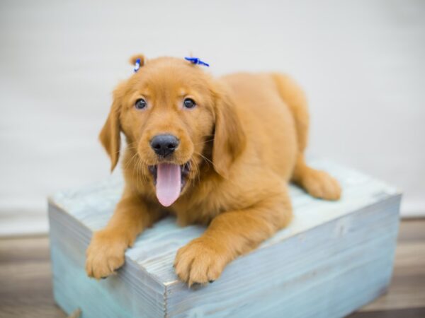 Golden Retriever DOG Female Golden 13038 Petland Wichita, Kansas