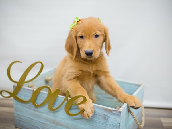 Golden Retriever DOG Female Golden 13037 Petland Wichita, Kansas