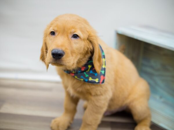 Golden Retriever DOG Male Golden 13036 Petland Wichita, Kansas