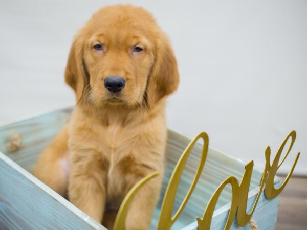 Golden Retriever DOG Male Golden 13035 Petland Wichita, Kansas