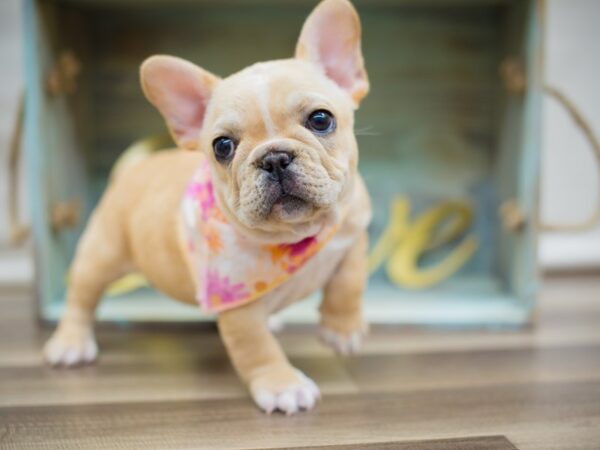 French Bulldog DOG Female Cream 13034 Petland Wichita, Kansas